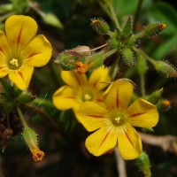 Biophytum reinwardtii (Zucc.) Klotzsch